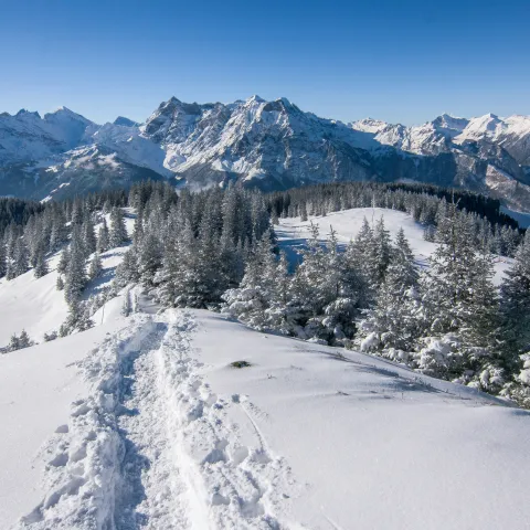 Cross-country ski trail