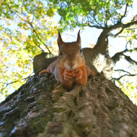 Eichhörnchen auf dem Baum guckt runter